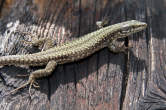 20110508_151257 Lucertola.jpg